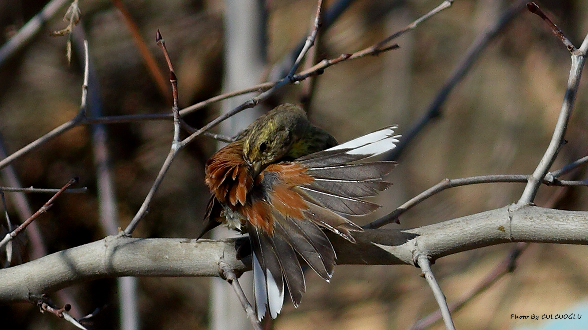 Yellowhammer — Ana fotoğraf